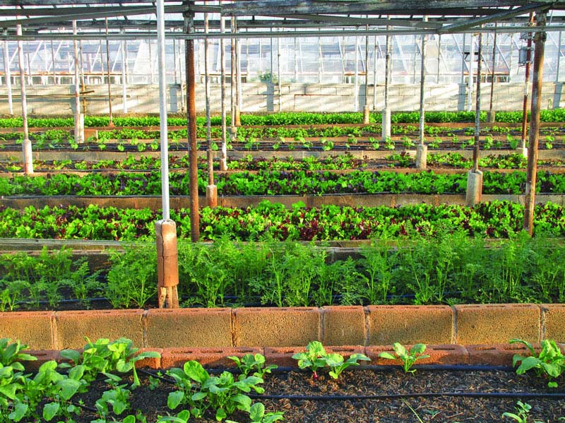 農(nóng)田小氣候觀測站為什么能增加農(nóng)業(yè)收入？